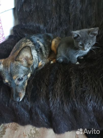 Кошка в дар