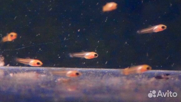 Аквариумные рыбки гуппи