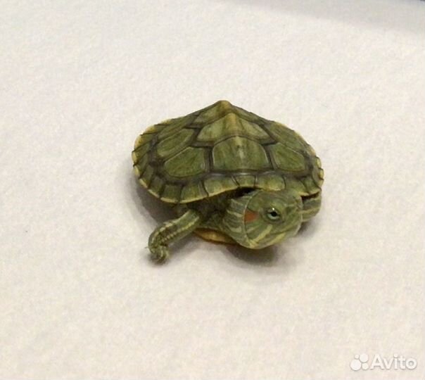 Красноухая черепаха