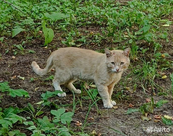 Котик в добрые руки