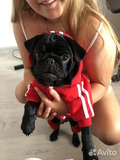 Мопс вязка мальчик