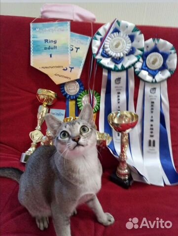 Сингапурская кошка объявление продам