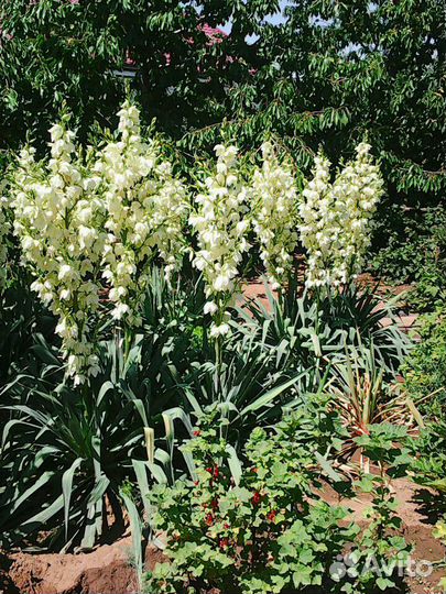 Юкка садовая