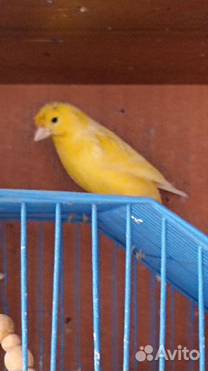 Птичка кенар