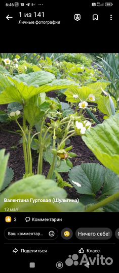 Рассада ремонтантной клубники