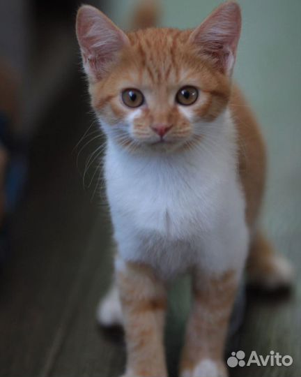 Котенок в дар бесплатно