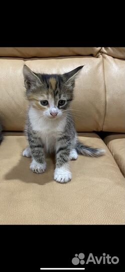 Кошка в дар