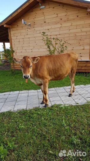 Телочка джерсейская