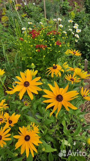 Многолетние цветы для сада