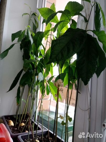 Авокадо растение