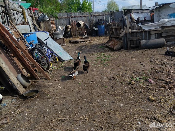 Смесь диких уток с индоуткой