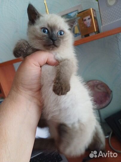 Котята бурманской породы девочки голубоглазое чудо