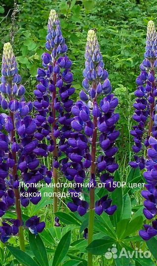 Многолетние цветы для сада