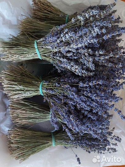 Лаванда сухоцвет горная