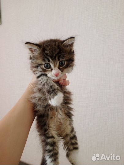 Милашки котята