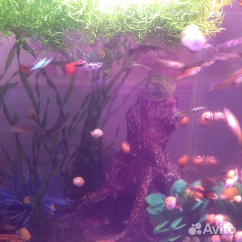 Рыбки гуппи парой (самка и самец)