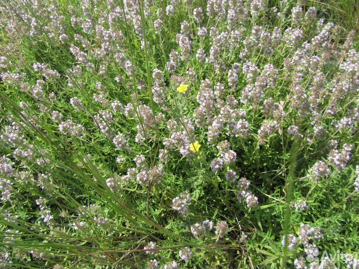 Чабрец, тимьян