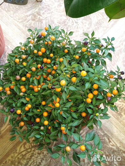 Комнатный перчик