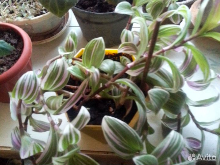 Традесканция белая