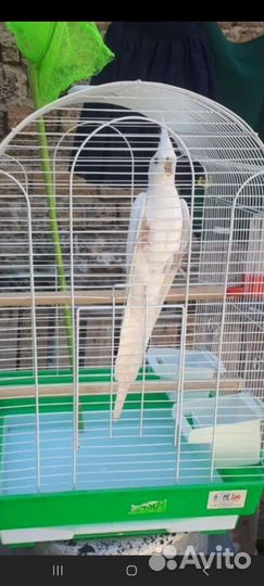 Попугай корелла мальчик