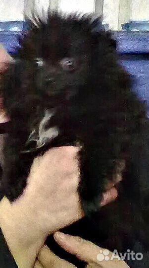 Черный шпиц, супер мини