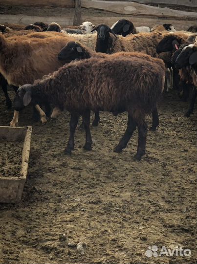 Овцы эдельбай