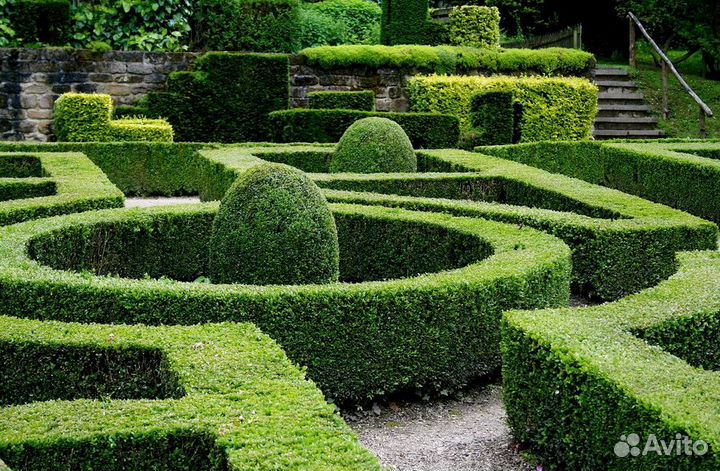 Продажа самшитт