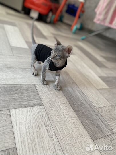 Донской сфинкс