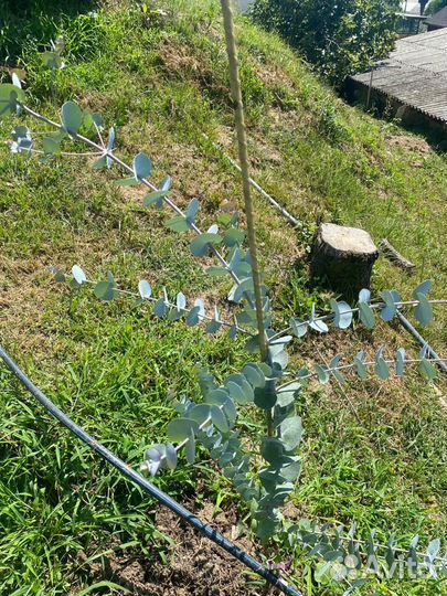 Эвкалипт Цинерия