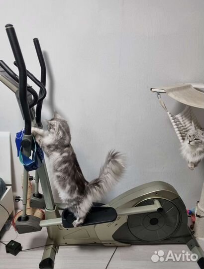 Эллиптический тренажер torneo