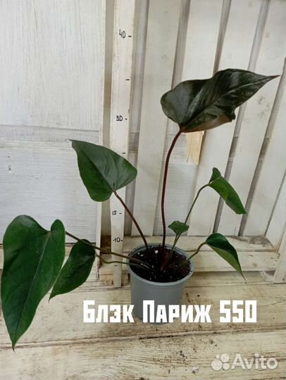 Комнатные цветы растение Антуриум Блэк Париж