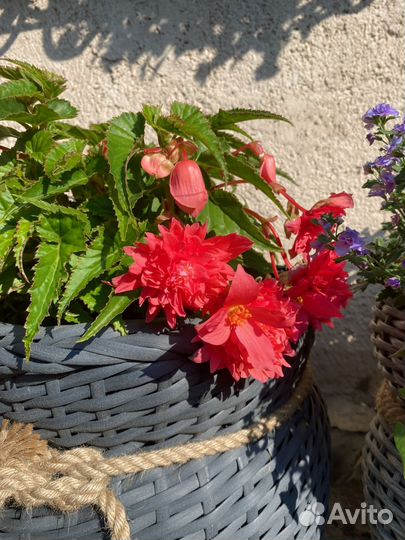 Бегония беликония