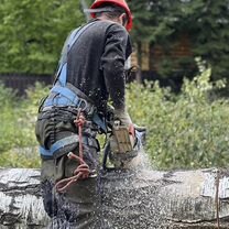 Спил деревьев / Спилить дерево