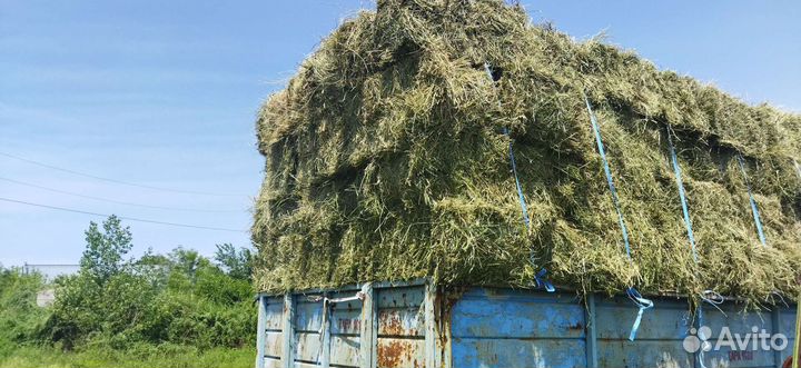 Сено,люцерна солома. в тюках