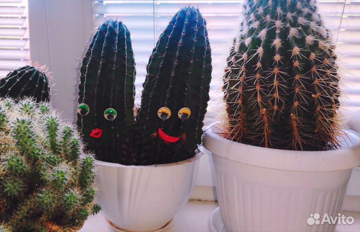 Кактусы и суккуленты