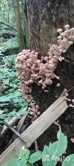 Грибы опята