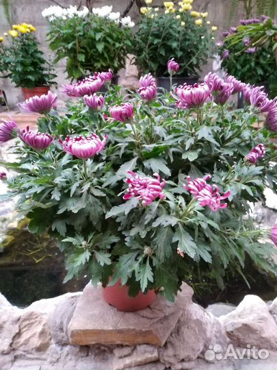 Продам комнатные хризантемы. От 500р