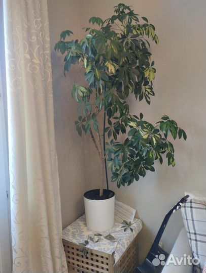 Шефлера дерево