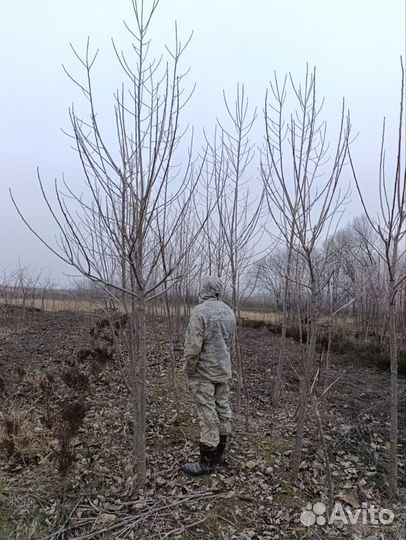 Тополь красный пурпл тауэр