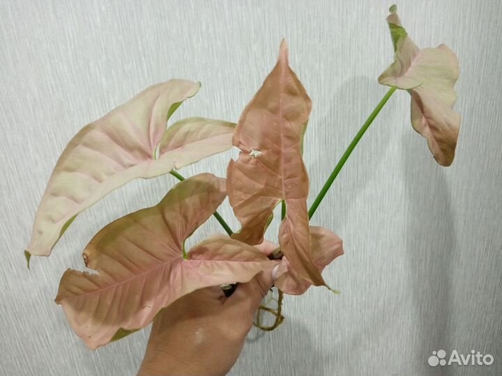 Комнатные растения