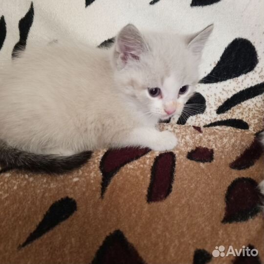 Кошка в дар бесплатно