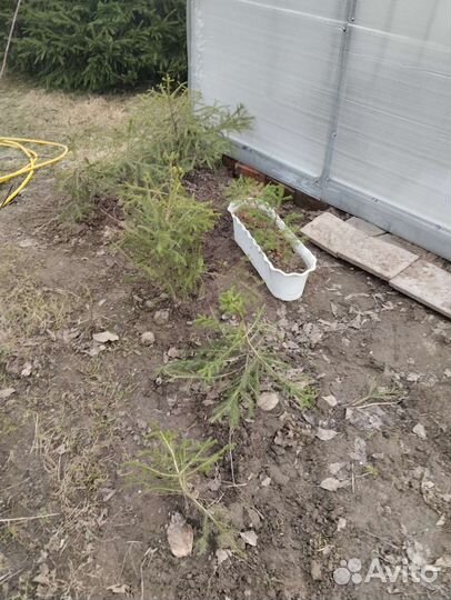 Саженцы хвойных растений для ландшафта