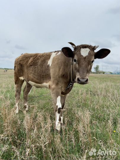 Телки годовалые