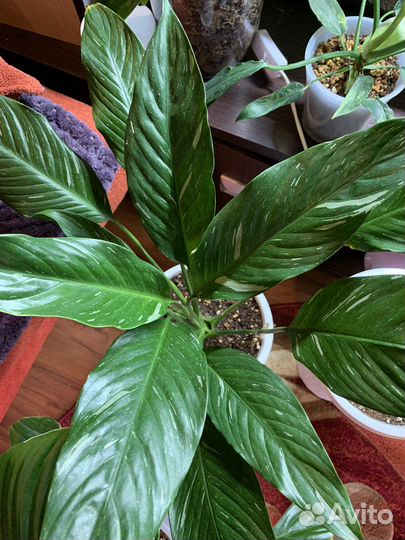 Спатифиллум