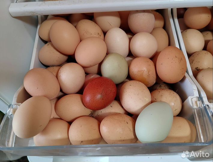 Яйца куриные домашние