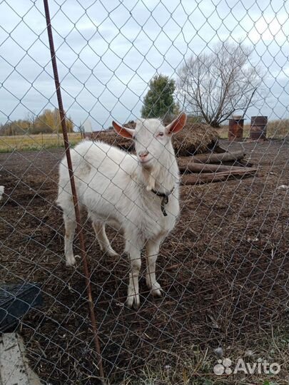 Козел зааненский