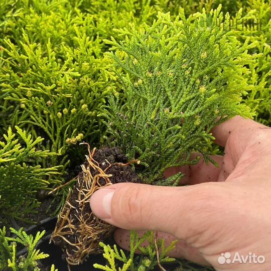 Черенки туй оптом