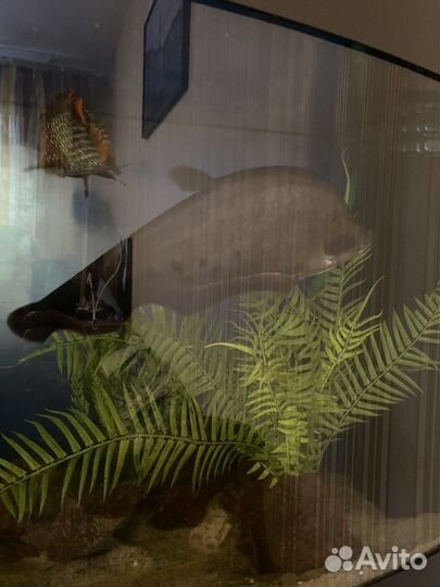 Индийский Нож (Chitala Ornata) аквариумная Рыбка