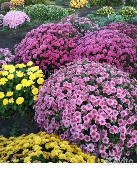 Многолетние цветы