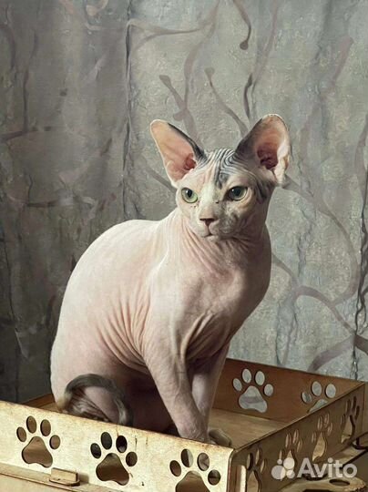 Канадский сфинкс